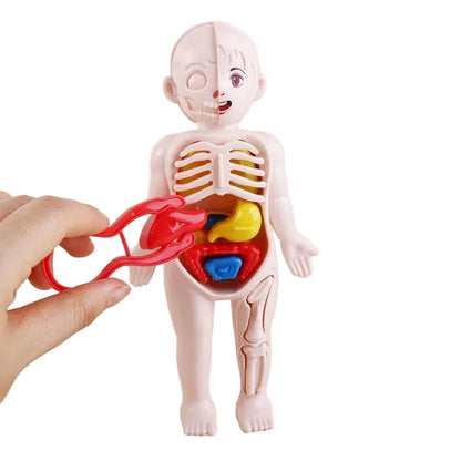 Human Anatomy Doll