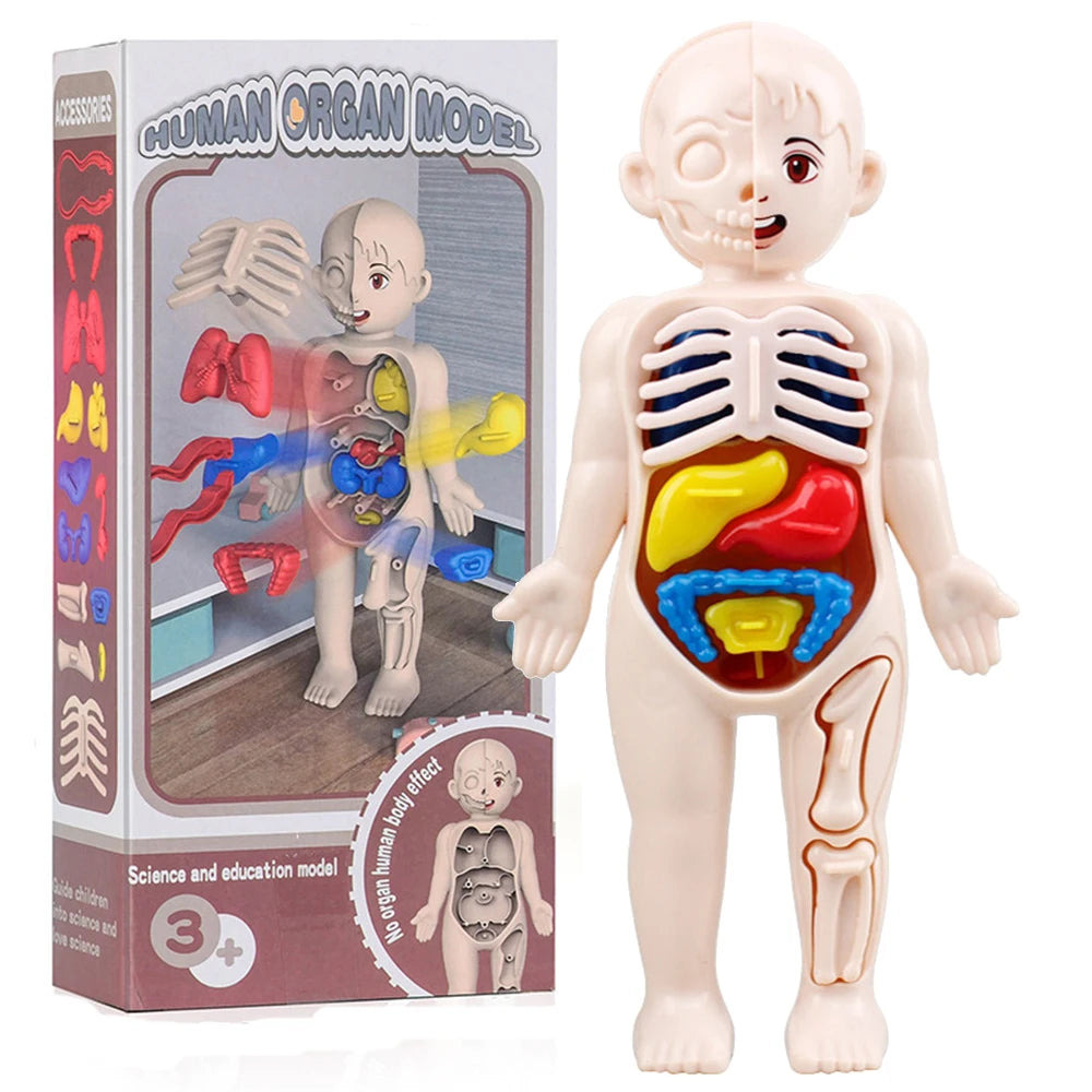 Human Anatomy Doll