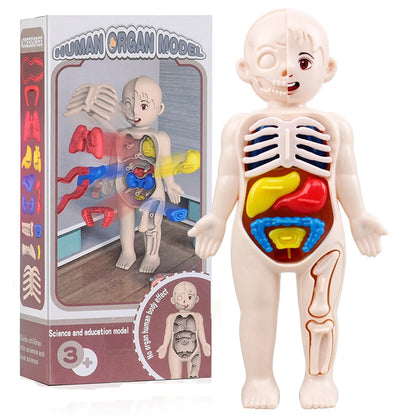 Human Anatomy Doll