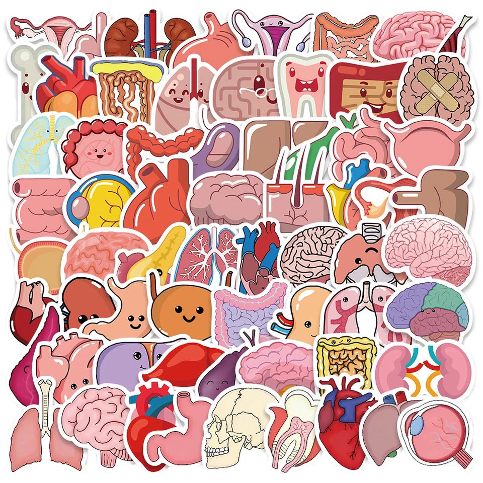 Stickers Internal Organs Theme Kylee Amp Co