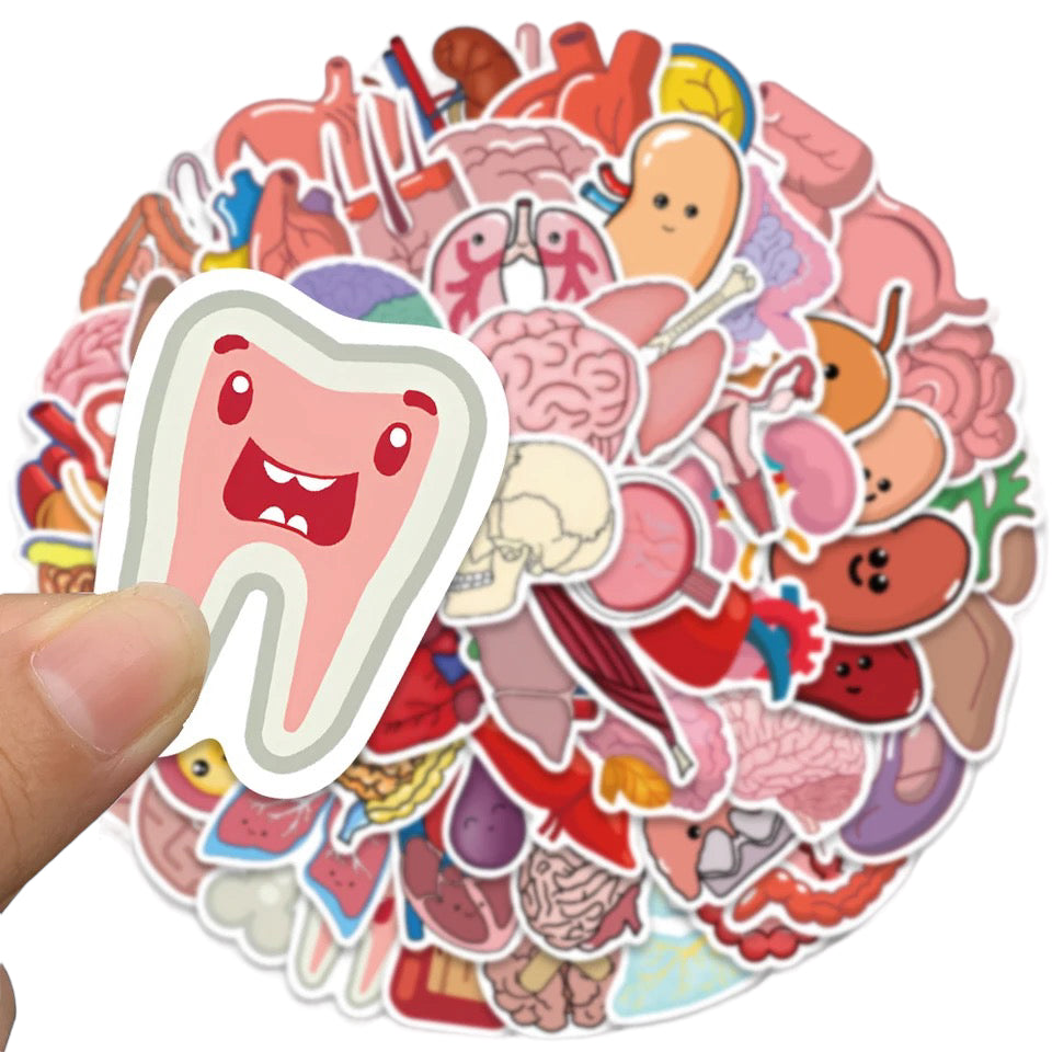 Stickers Internal Organs Theme Kylee Amp Co
